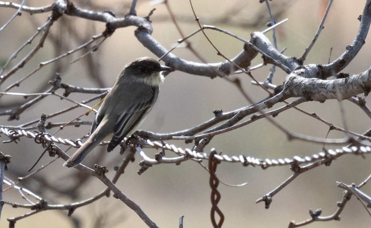 Феб буроспинний - ML646081528