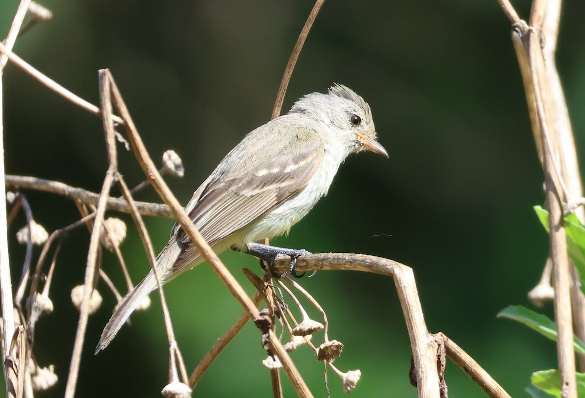 Тиранчик-тонкодзьоб південний - ML646081529
