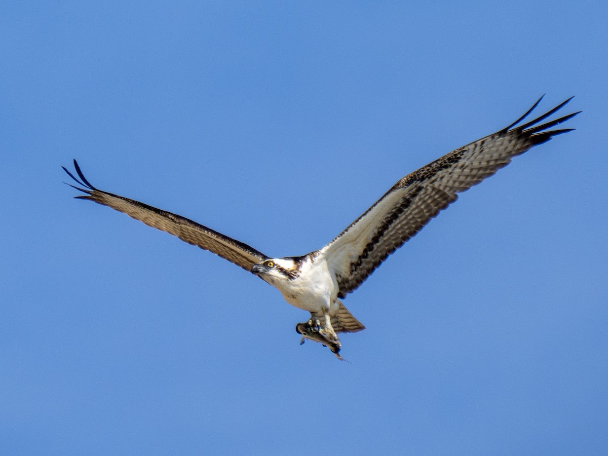 Скопа західна - ML646081530