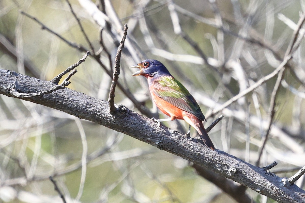 Скригнатка райдужна - ML646081531