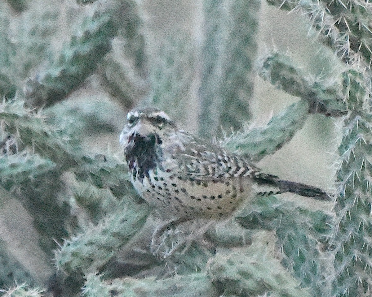 Різжак кактусовий - ML646081532