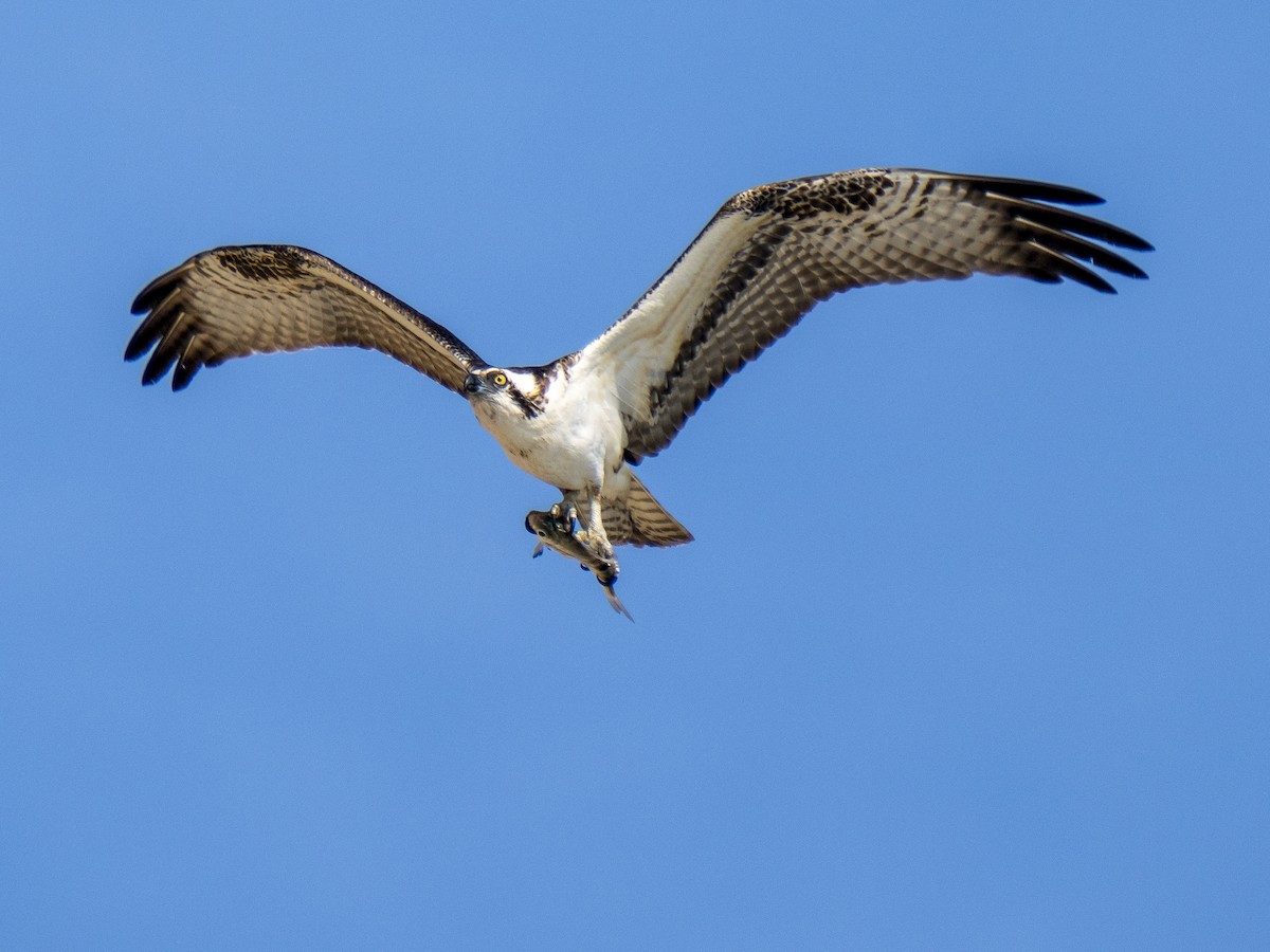 Osprey - ML646081537