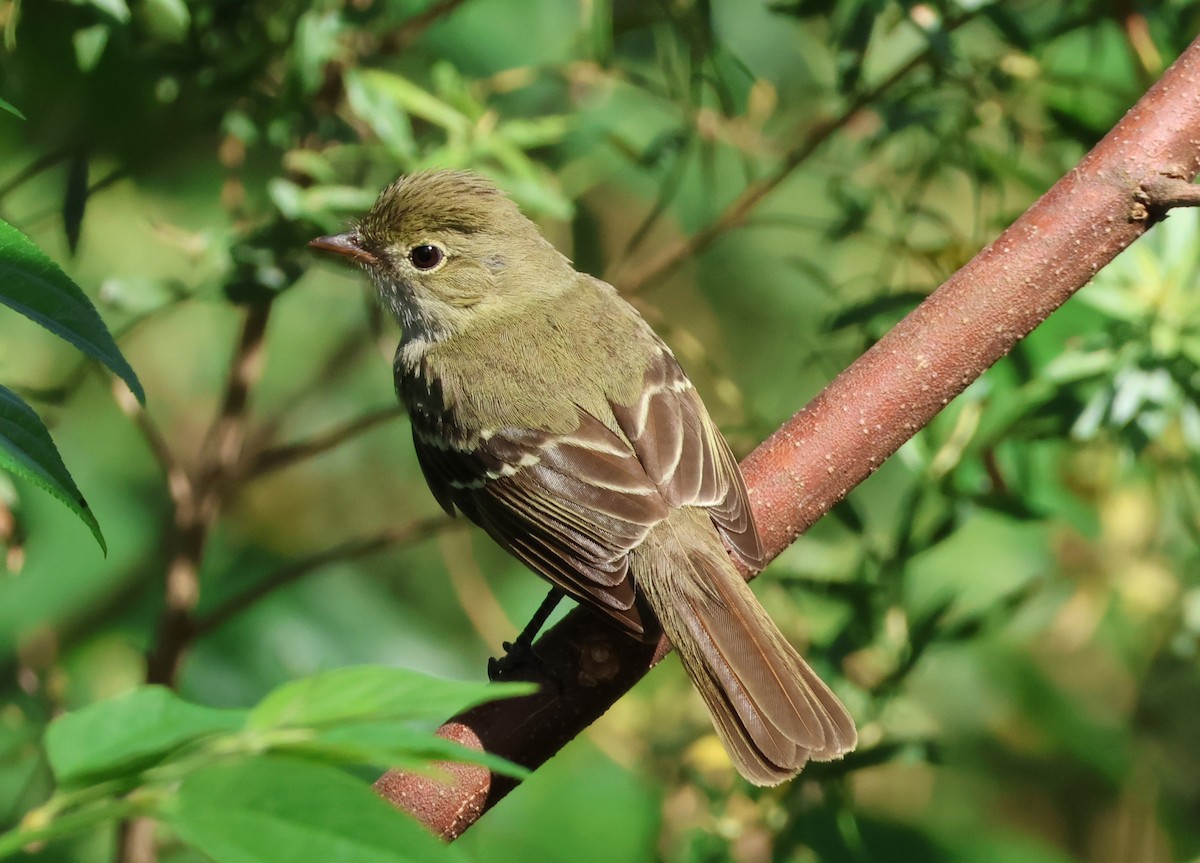 Small-billed Elaenia - ML646081539
