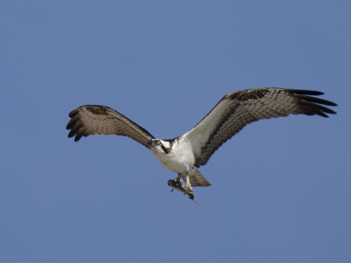 Osprey - ML646081540