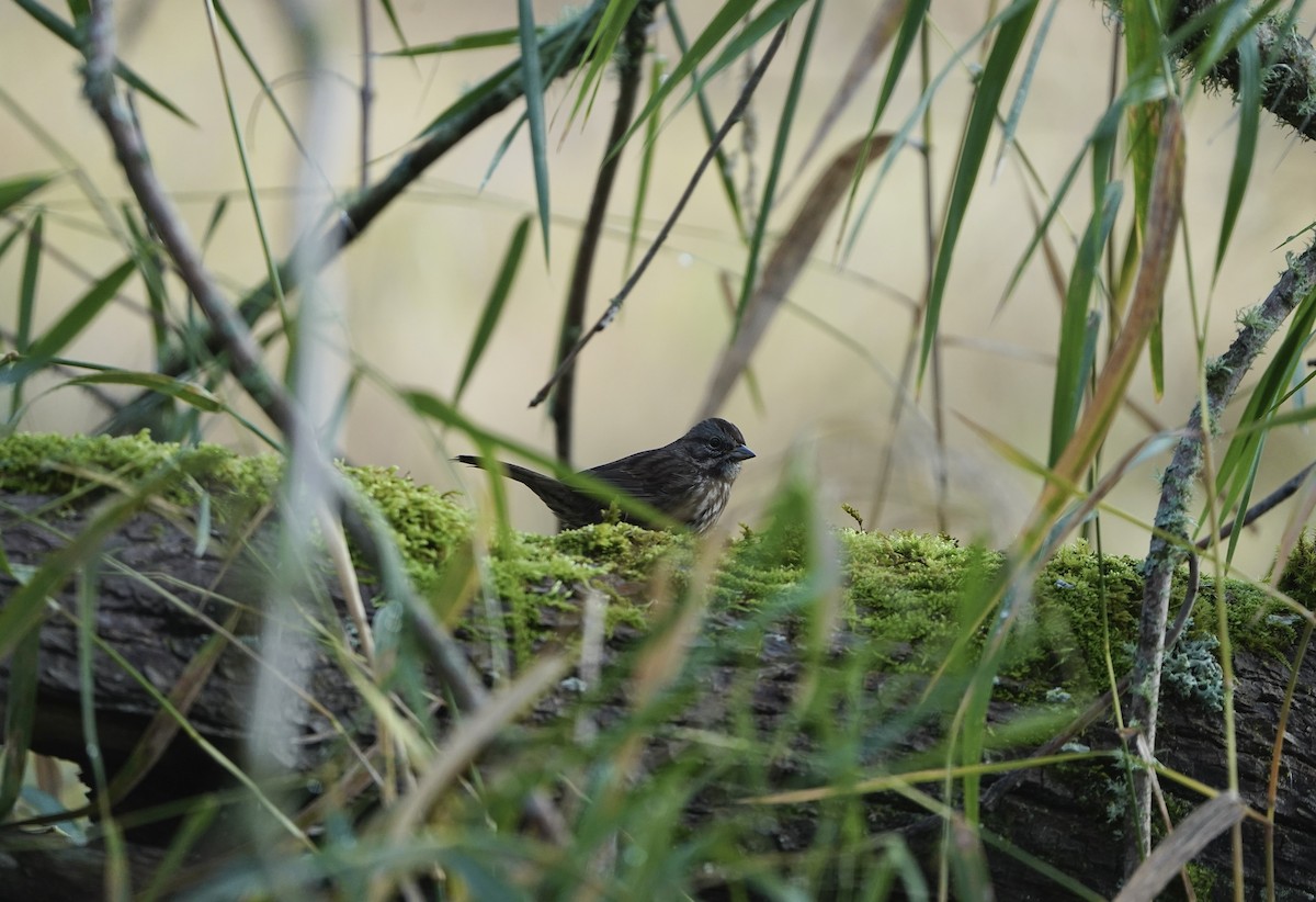 ウタスズメ - ML646081543