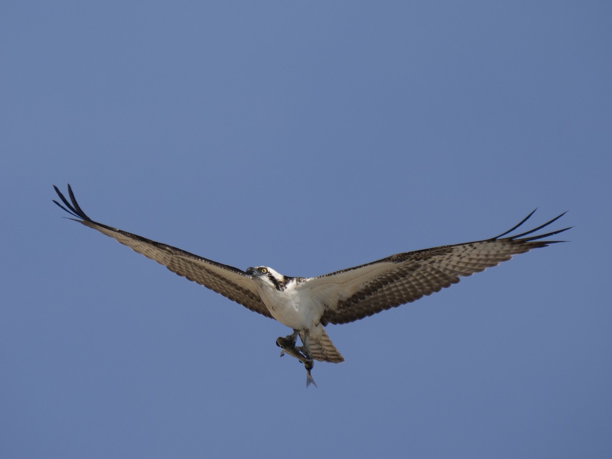 Osprey - ML646081546