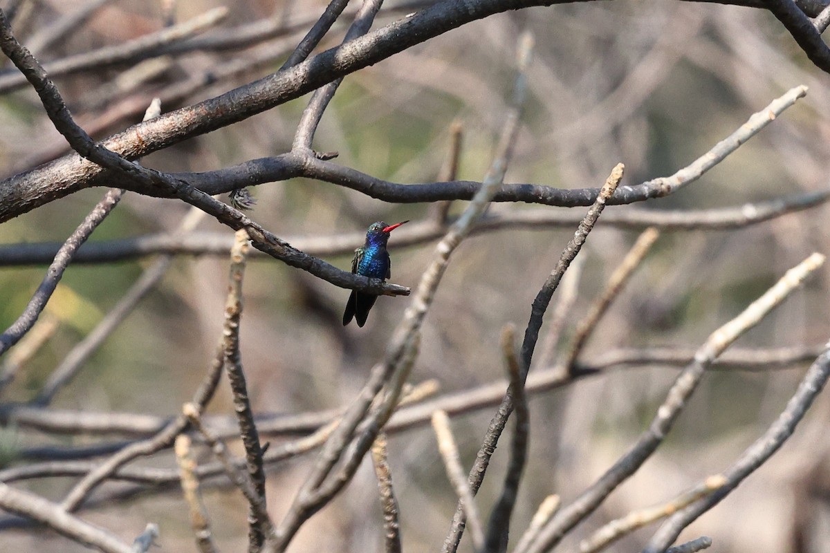 Colibrí Piquiancho de Guerrero - ML646081548