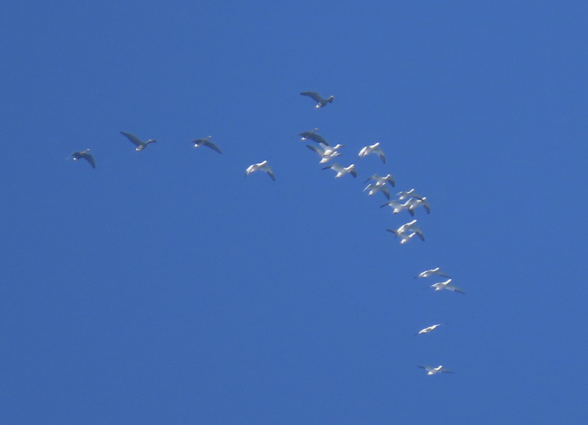 Snow Goose - ML646081549