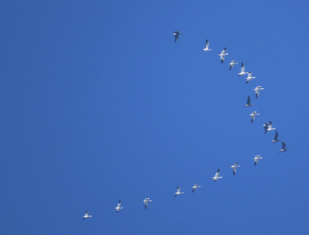 Snow Goose - ML646081550