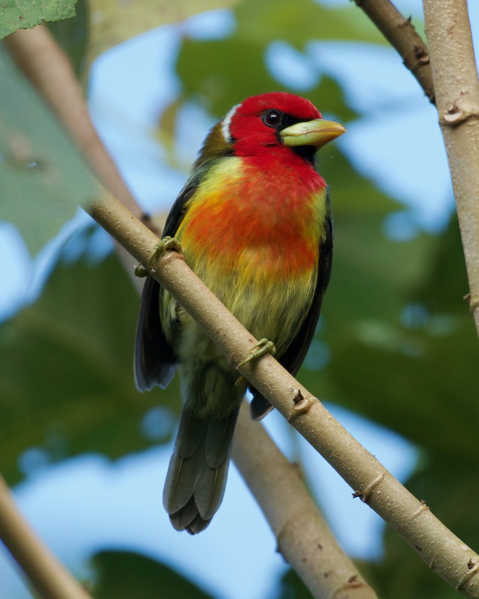 Red-headed Barbet - ML646081553