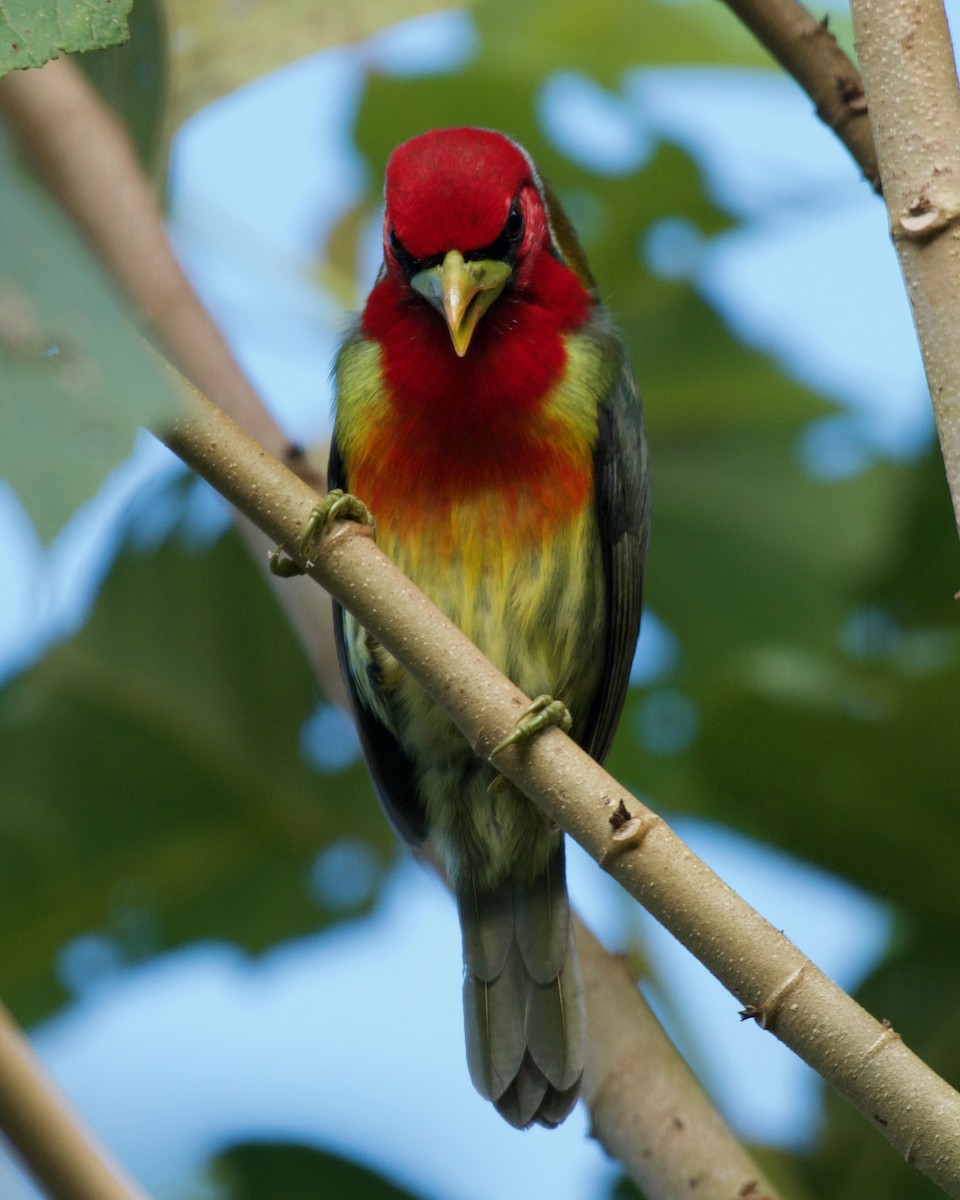 Red-headed Barbet - ML646081554