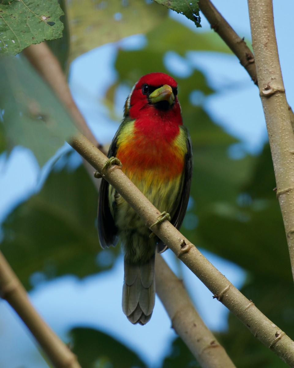 Red-headed Barbet - ML646081555