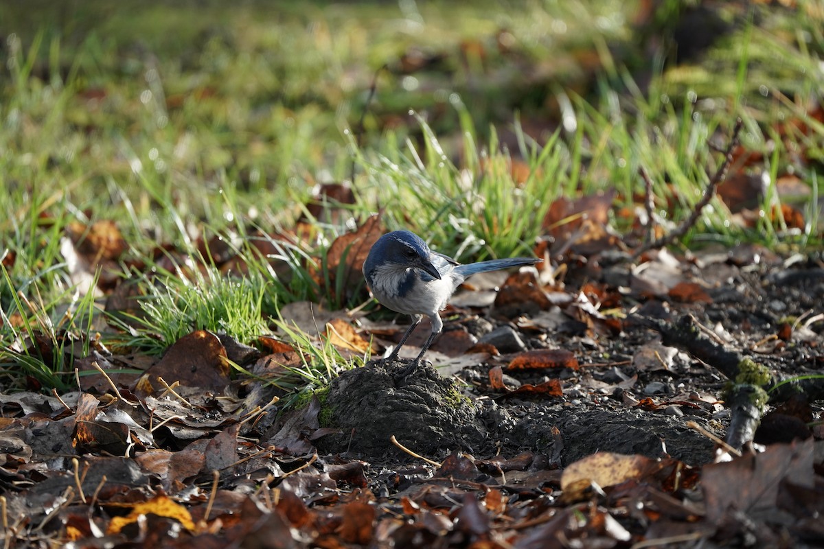 カリフォルニアカケス - ML646081556