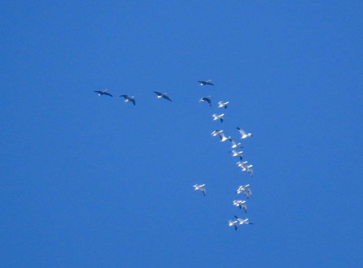 Greater White-fronted Goose - ML646081557