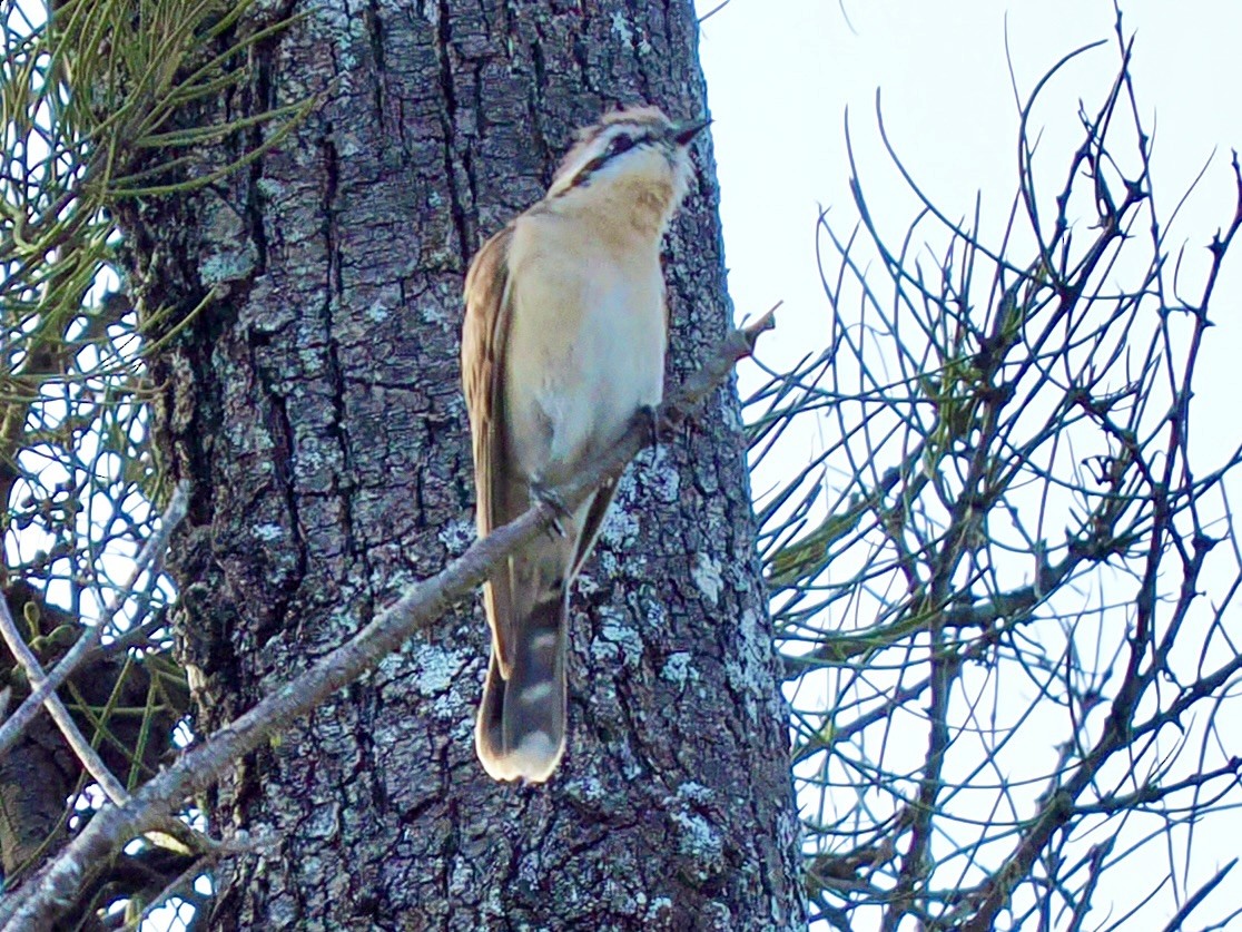 Black-eared Cuckoo - ML646081560