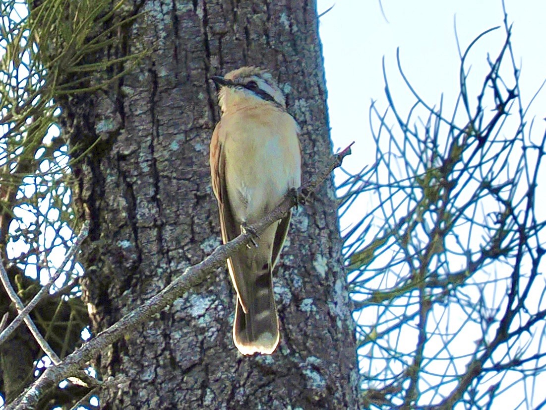 Black-eared Cuckoo - ML646081561