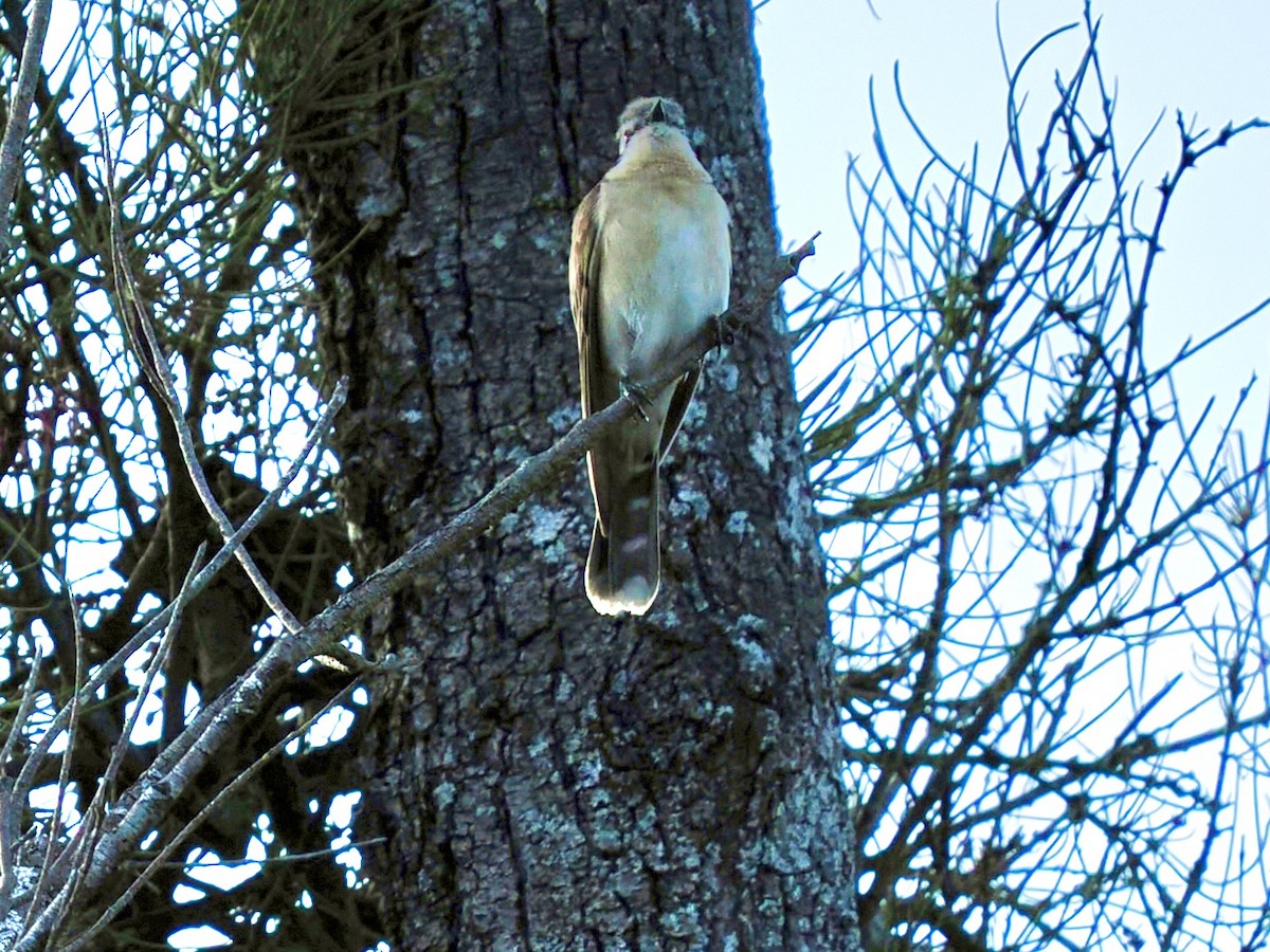 Black-eared Cuckoo - ML646081562