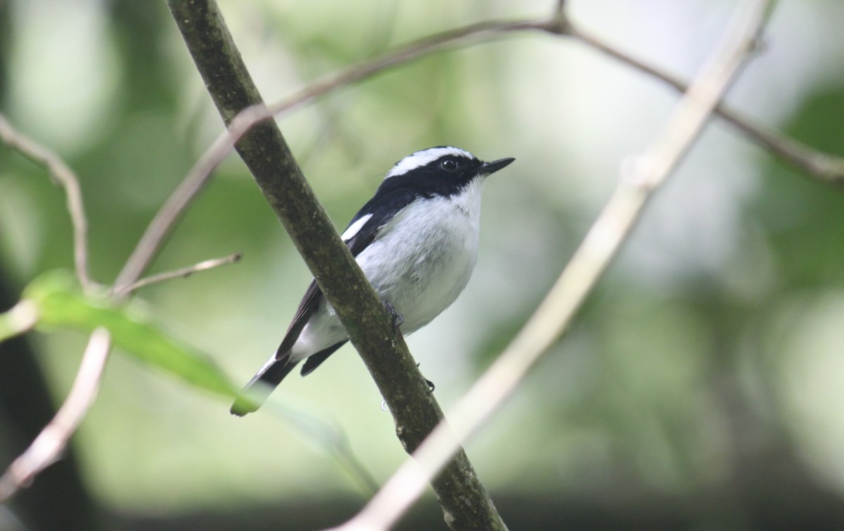 Little Pied Flycatcher - ML646081568