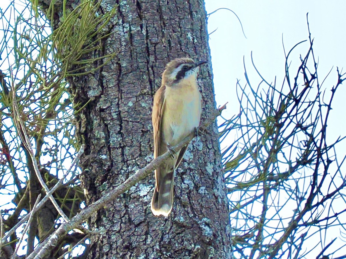 Black-eared Cuckoo - ML646081573