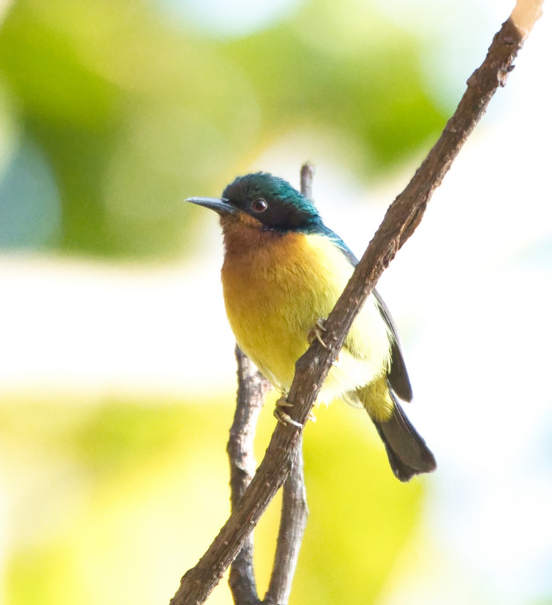 Ruby-cheeked Sunbird - ML646081574