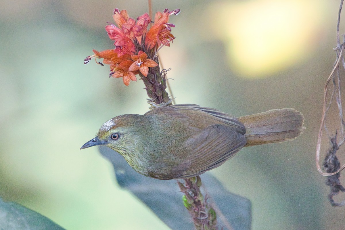 Pin-striped Tit-Babbler - ML646081576