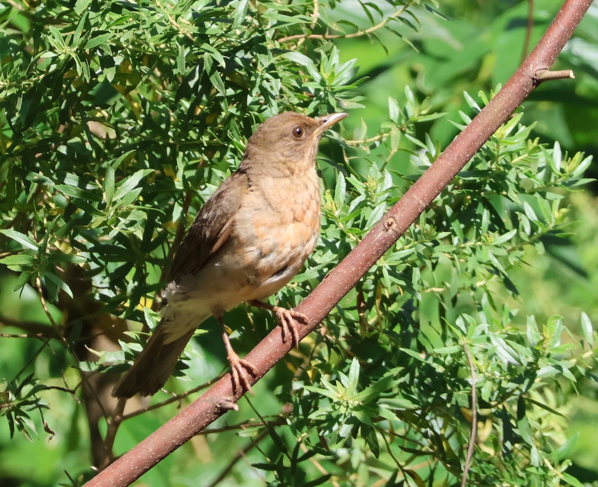 Pale-breasted Thrush - ML646081577