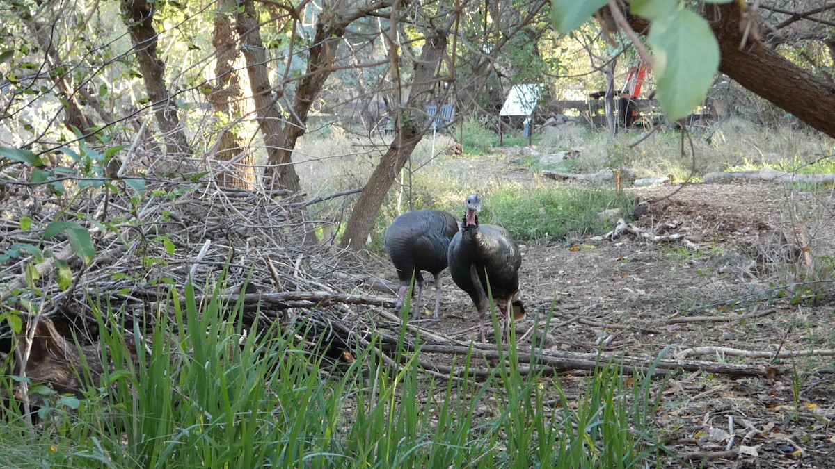 Wild Turkey - ML646081582