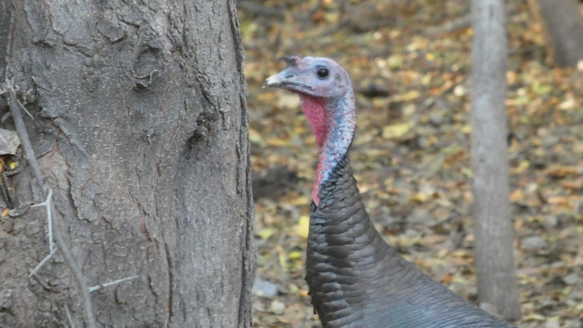 Wild Turkey - ML646081588