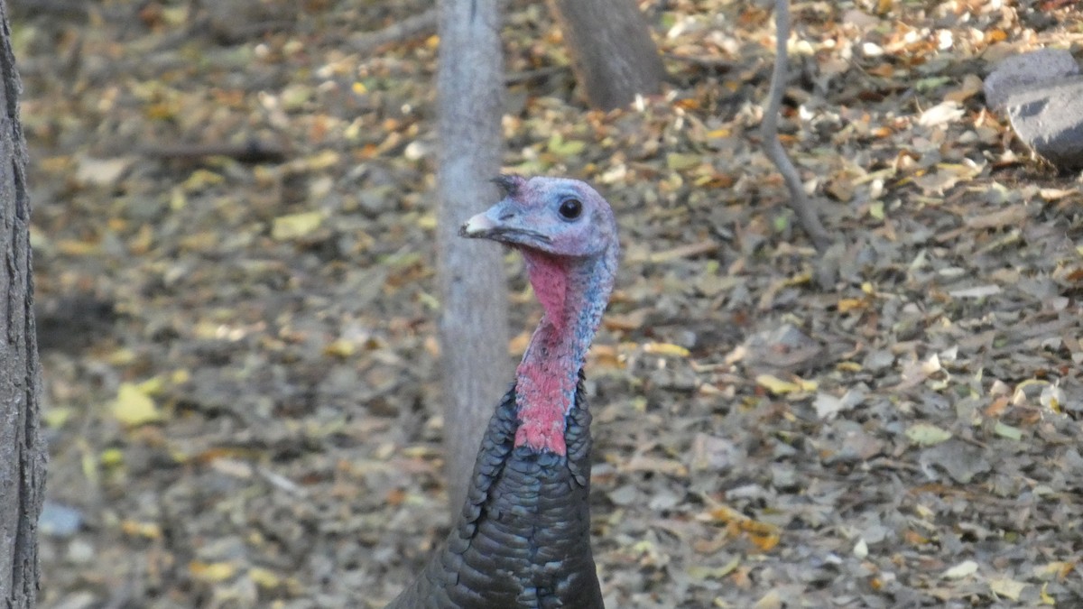Wild Turkey - ML646081589