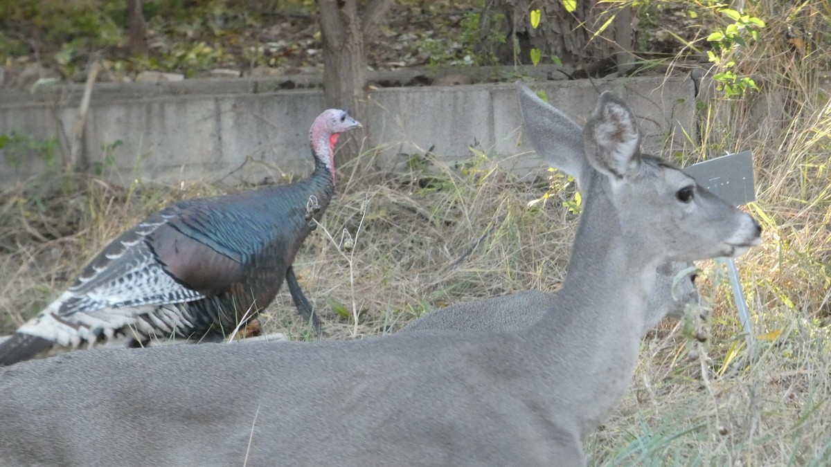 Wild Turkey - ML646081590