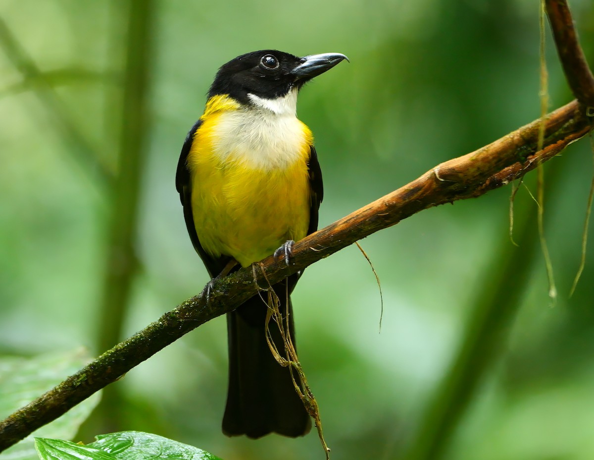 White-throated Shrike-Tanager - ML646081598