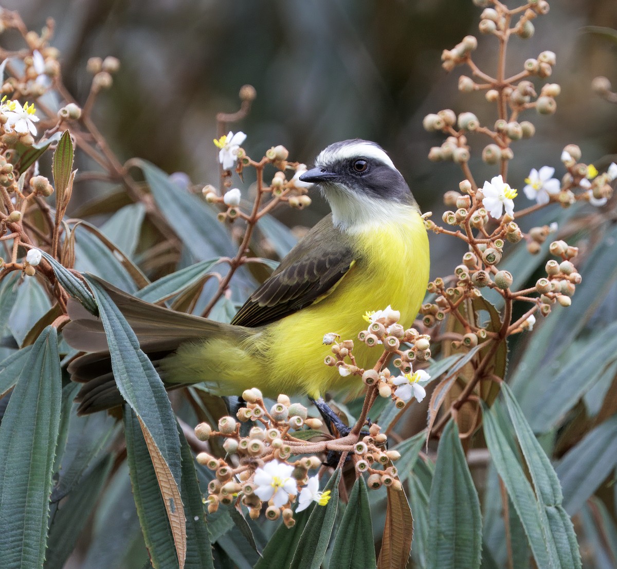 Красношапочный бентеви - ML646081599