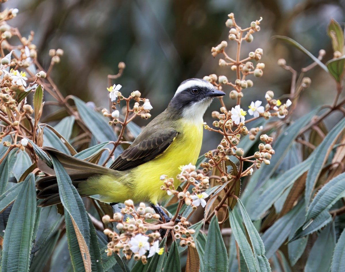 Красношапочный бентеви - ML646081600