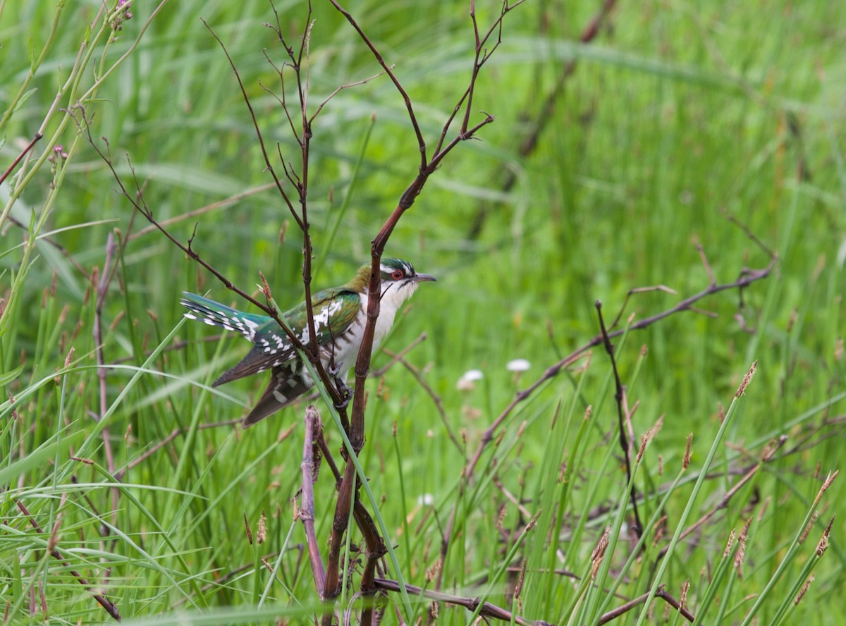 Dideric Cuckoo - ML64608161