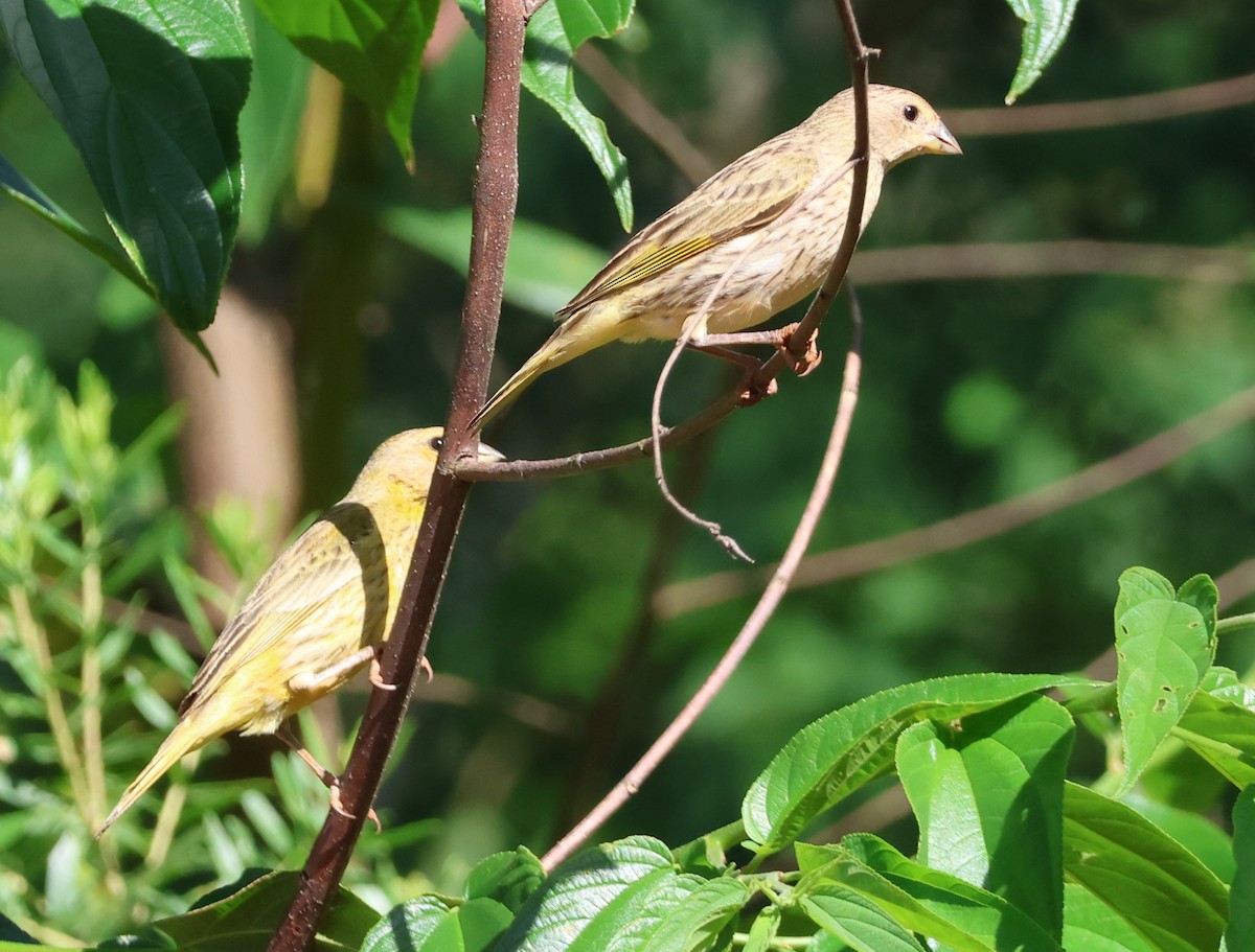 Saffron Finch - ML646081617