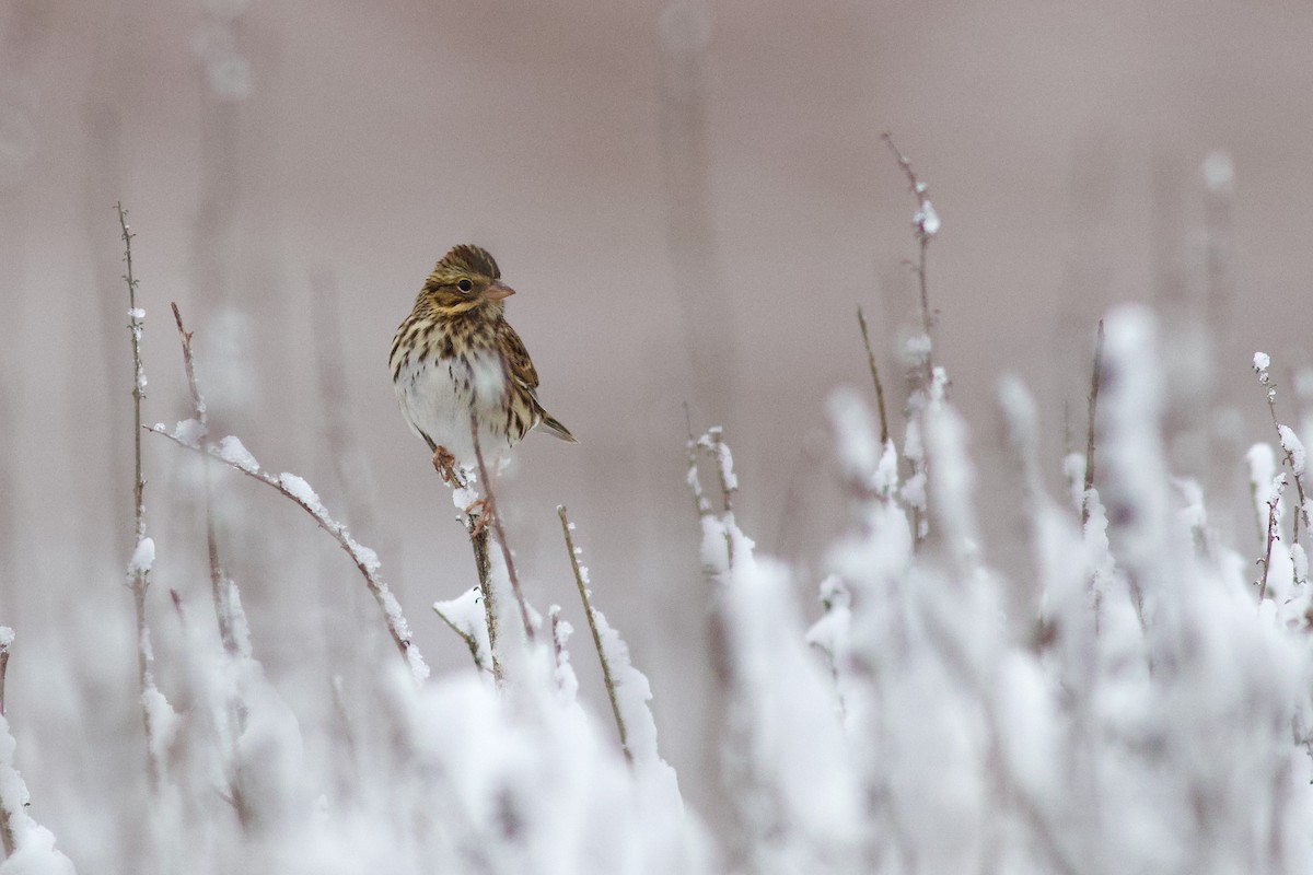 Саванная овсянка - ML646081633
