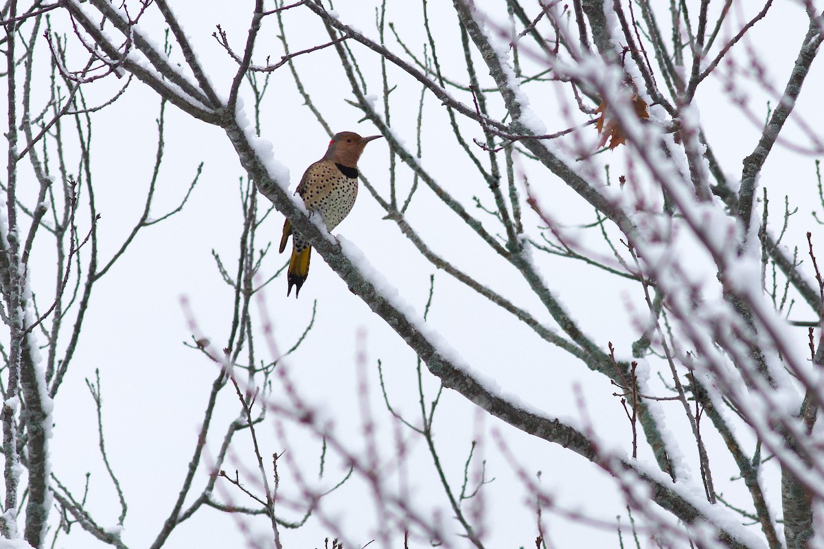 gullspett (auratus/luteus) - ML646081637