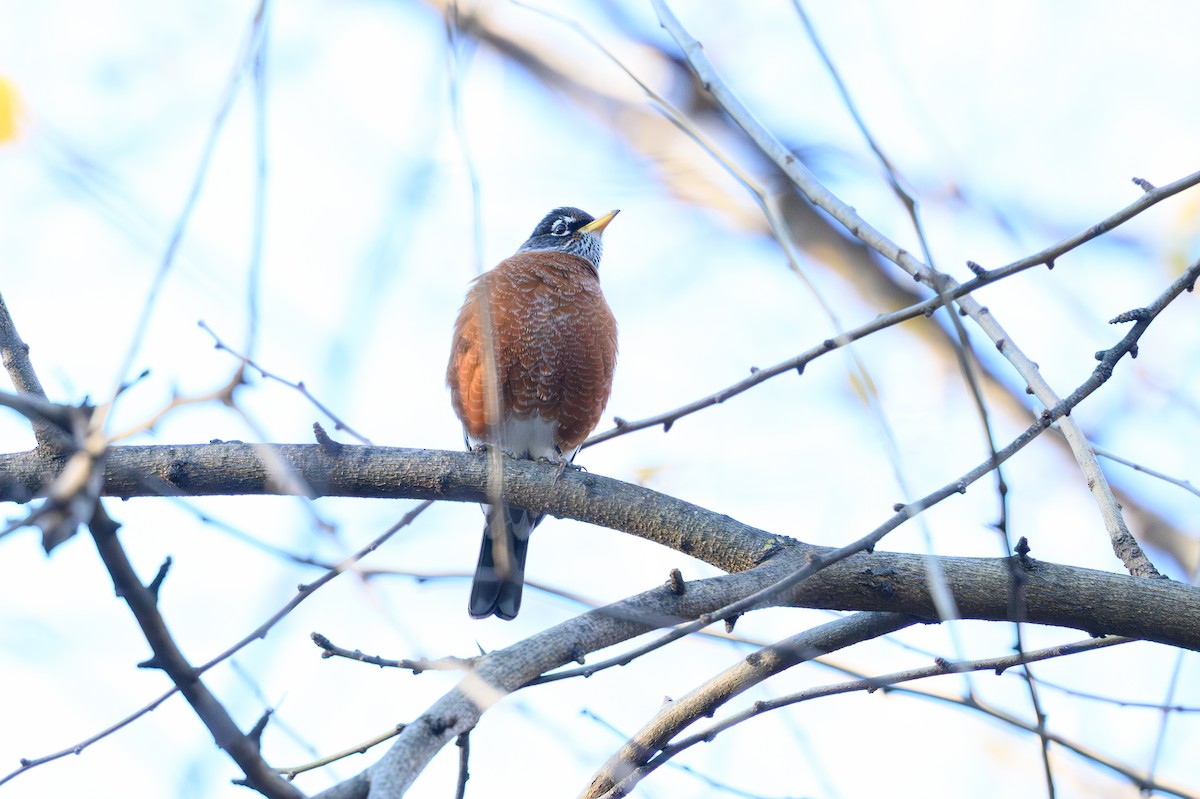 American Robin - ML646081641