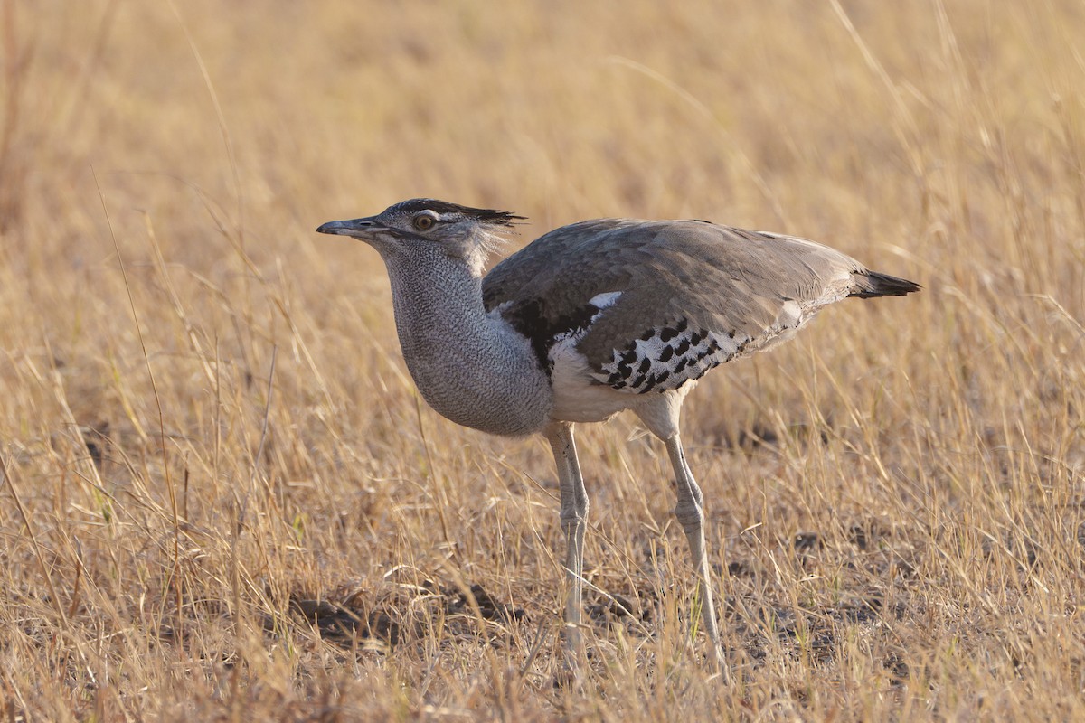 Kori Toyu - ML646081646