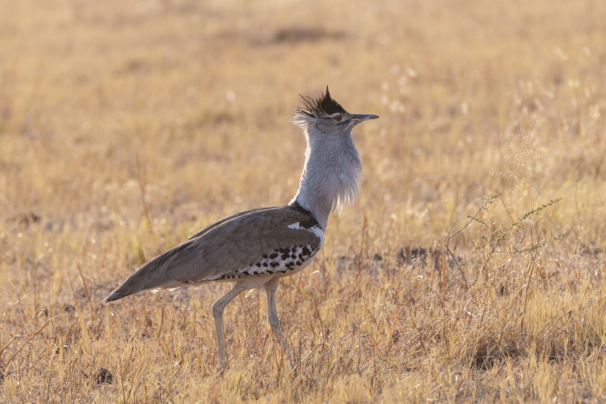 Kori Toyu - ML646081647