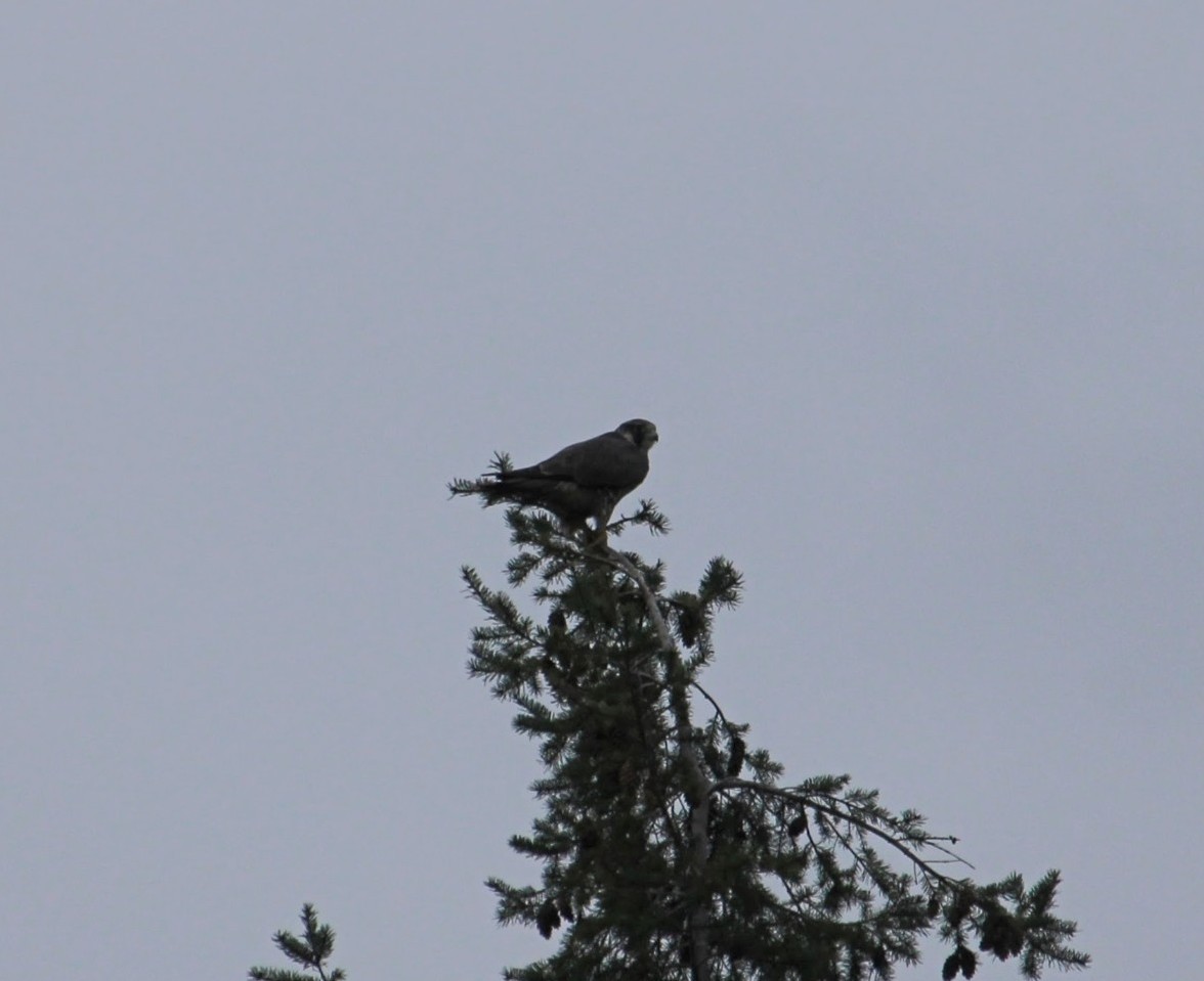 遊隼 - ML646081661