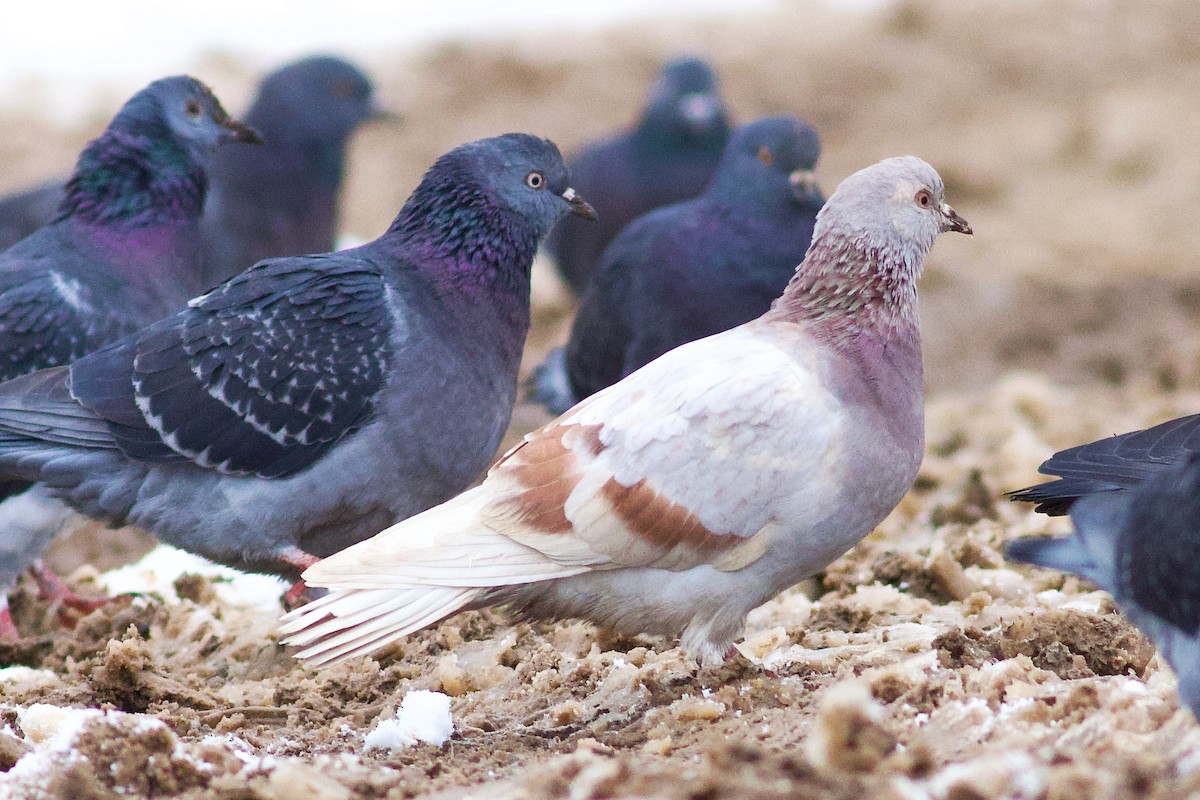 יונת בית - ML646081663