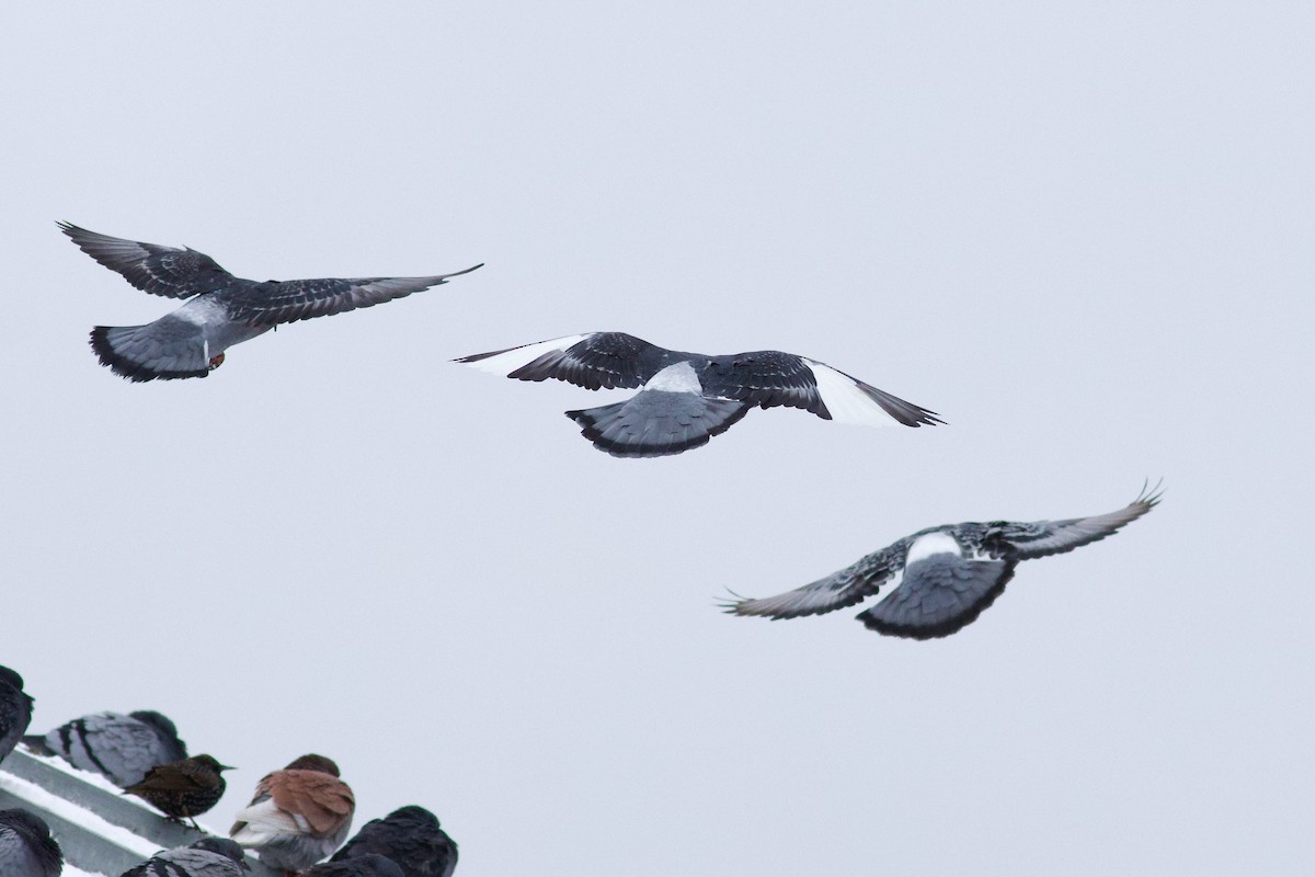 יונת בית - ML646081670