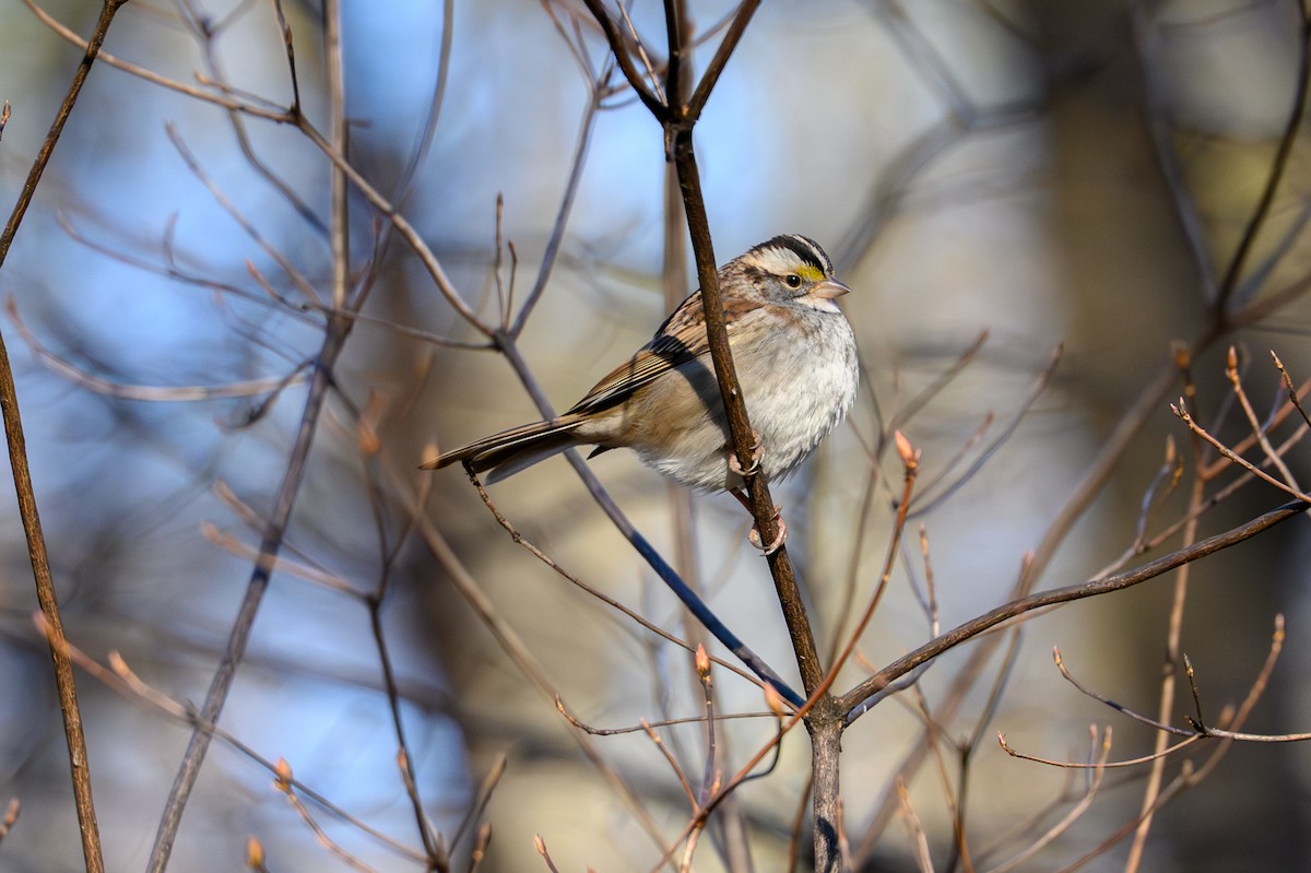 White-throated Sparrow - ML646081674