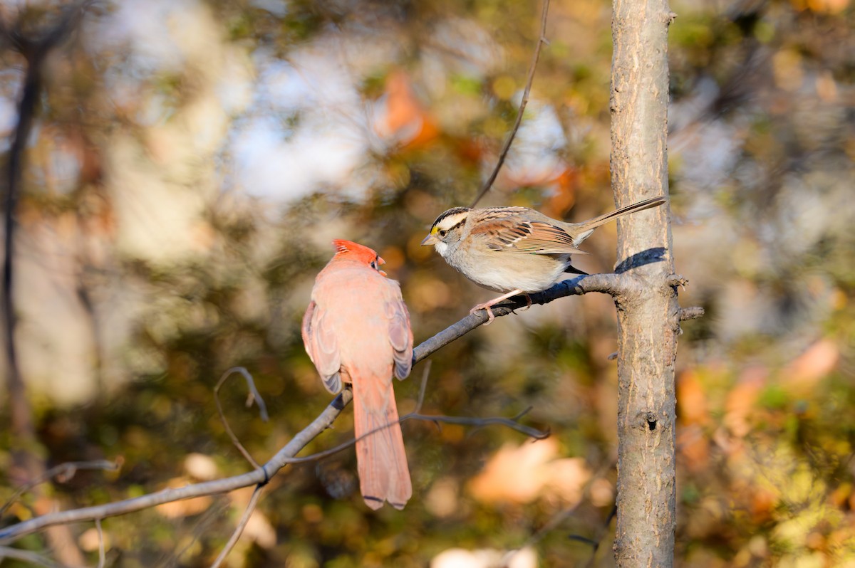 White-throated Sparrow - ML646081675