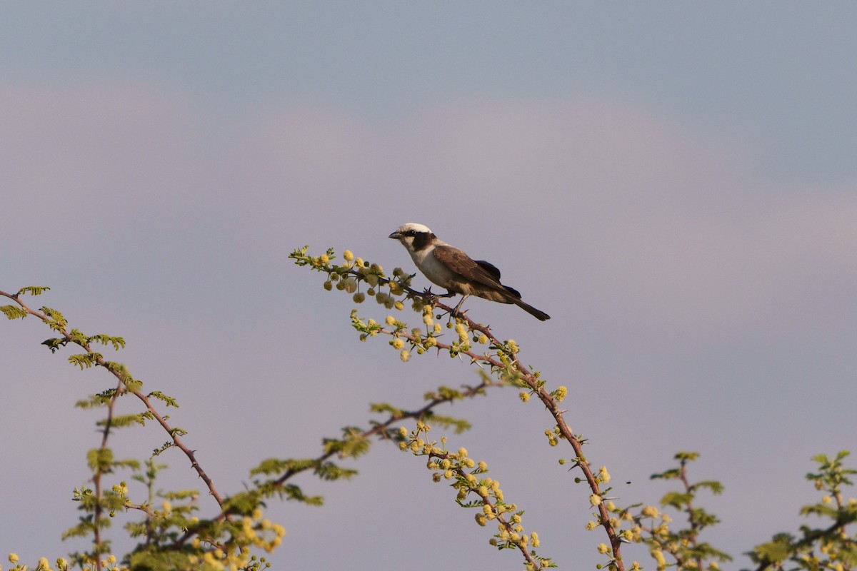 Weißscheitelwürger - ML646081690