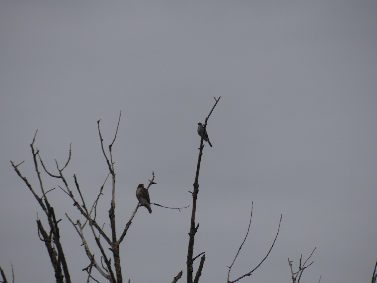 クーパーハイタカ - ML646081733