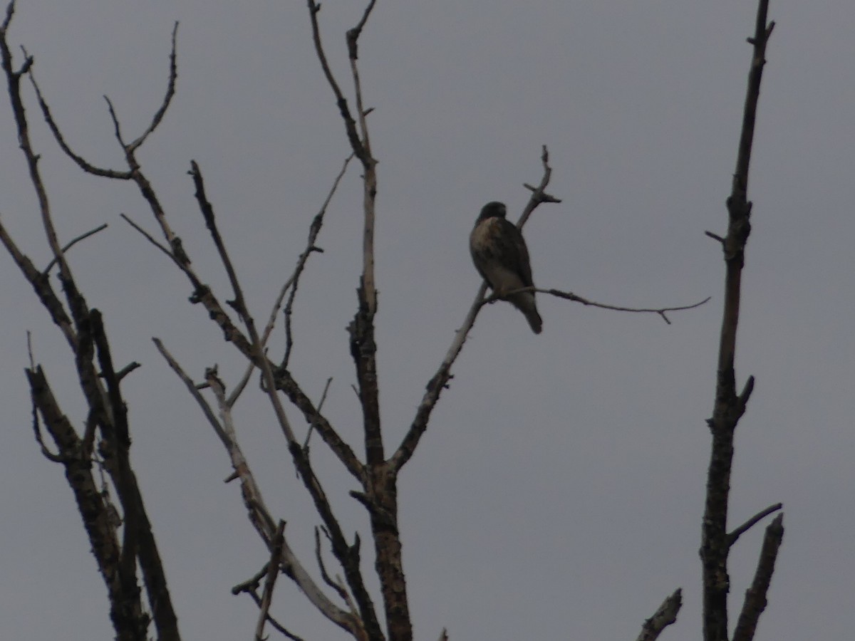 アカオノスリ - ML646081752