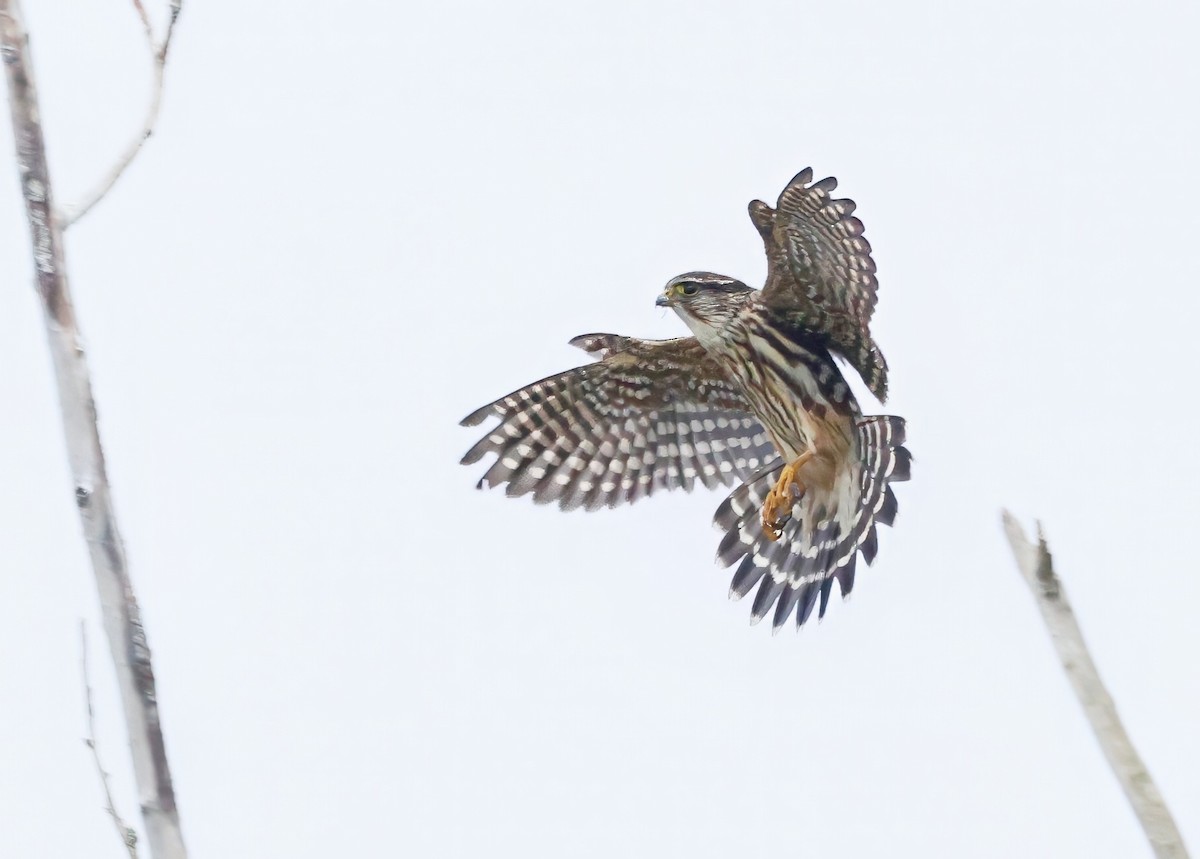 Merlin - ML646081753