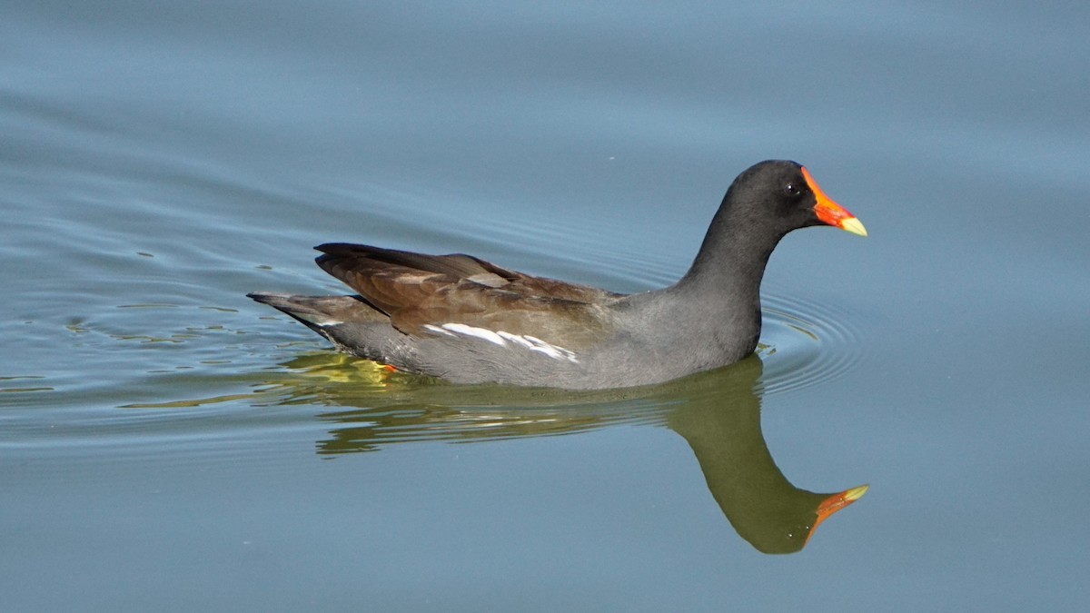 Gallinule d'Amérique - ML646081755
